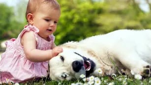  Más sanos y felices. Los niños que crecen conviviendo con mascotas adquieren más cantidad de habilidades socioafectivas.